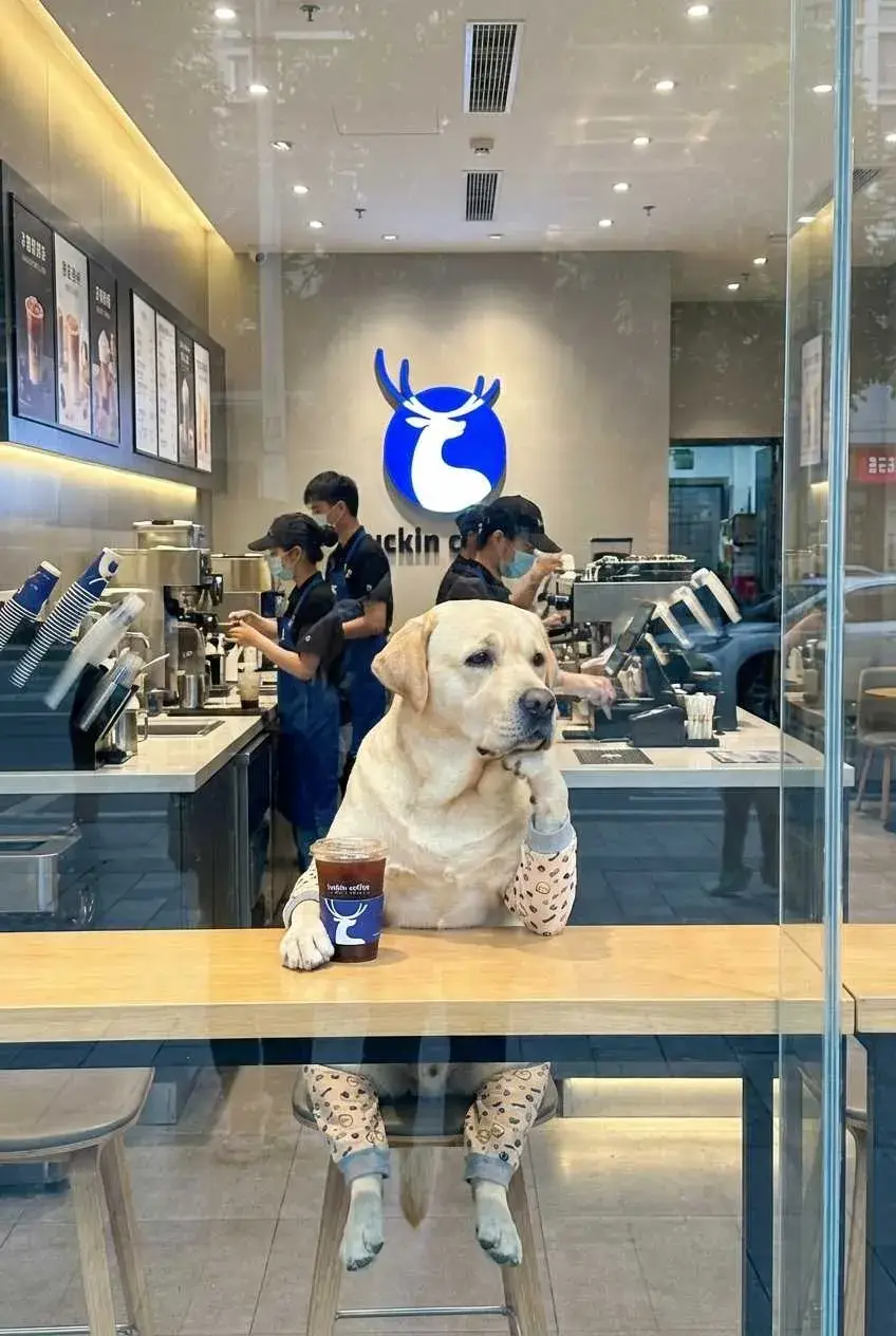 Pets are spacing out in the coffee shop